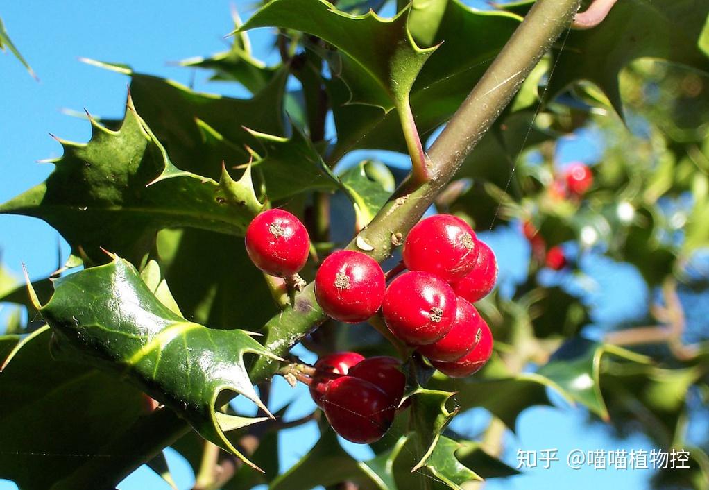 喵不正经聊植物2槲寄生下一个美妙的吻