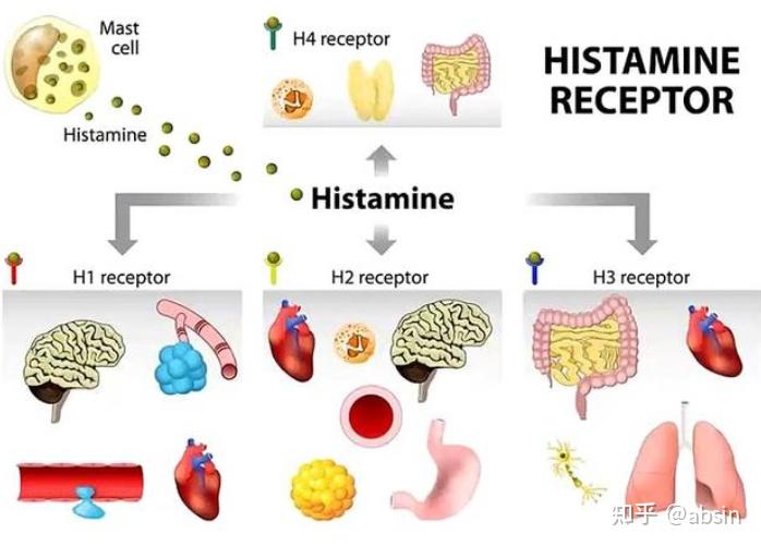 激动剂抑制剂全推荐——组胺受体阻断剂 知乎eoa 1192