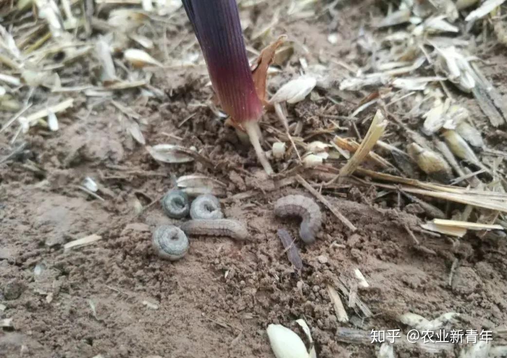 二点委夜蛾进入始盛期别与小地老虎弄混了植保专家教你如何防治