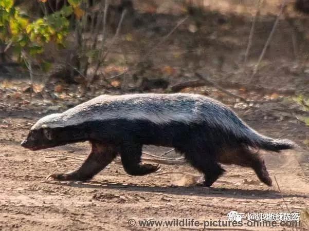 关键词:破坏大王  不知道害怕 动物界的战神不按套路出牌  非洲平头哥