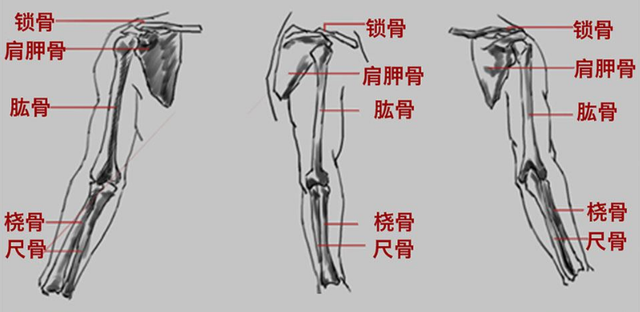 板绘教程 肌肉手臂怎么画?强有力的手臂画法教程