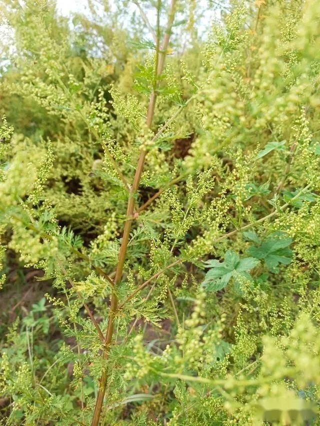 青蒿与黄花蒿的区别图片