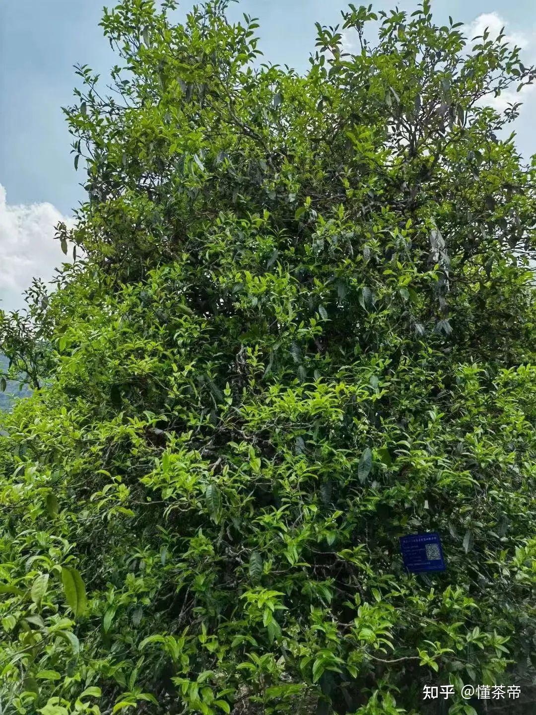 冰岛五寨到底有啥区别90的茶友都分不清