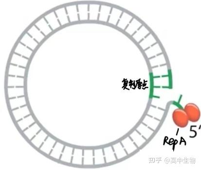 环状DNA的复制 - 知乎