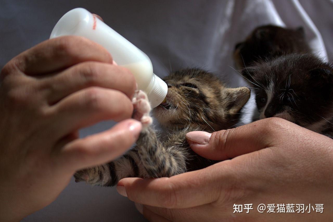 猫的饮食需要配备什么样的营养铲屎官你知道吗? - 知乎