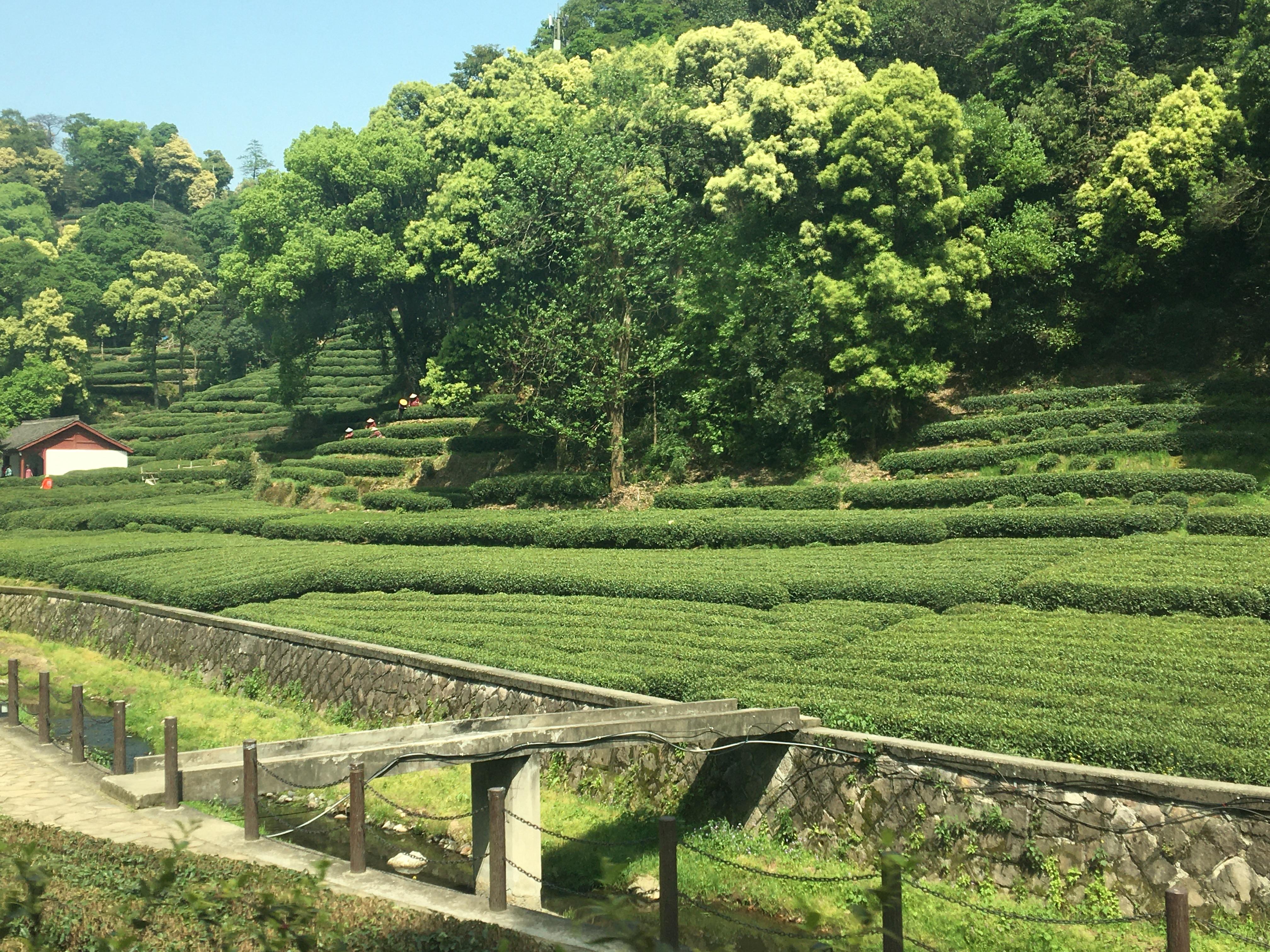 【浙江游记】杭州-梅家坞茶园——松轩竹径,药圃花蹊,茶园稻陌,竹坞梅溪 - 知乎