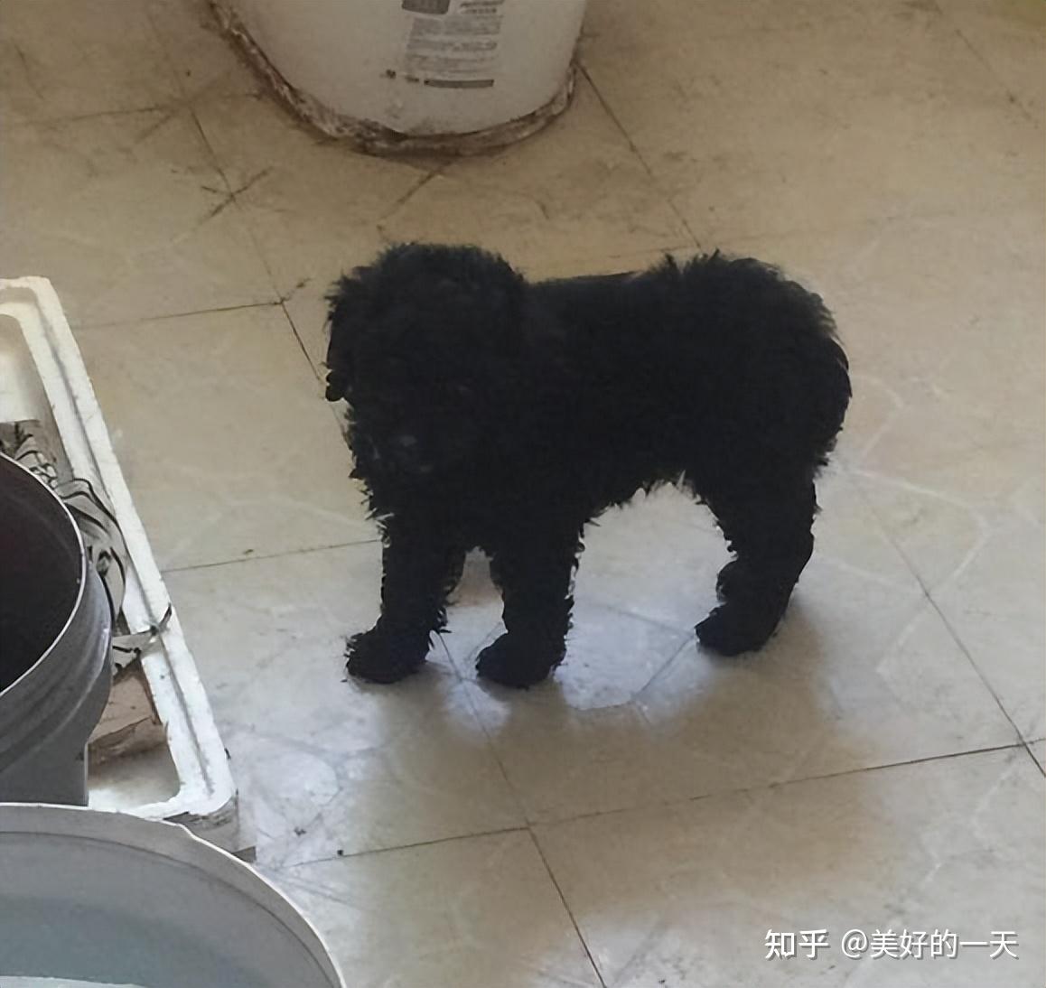 在路边花500买一只泰迪,养了一周,我的噩梦就开始了! - 知乎