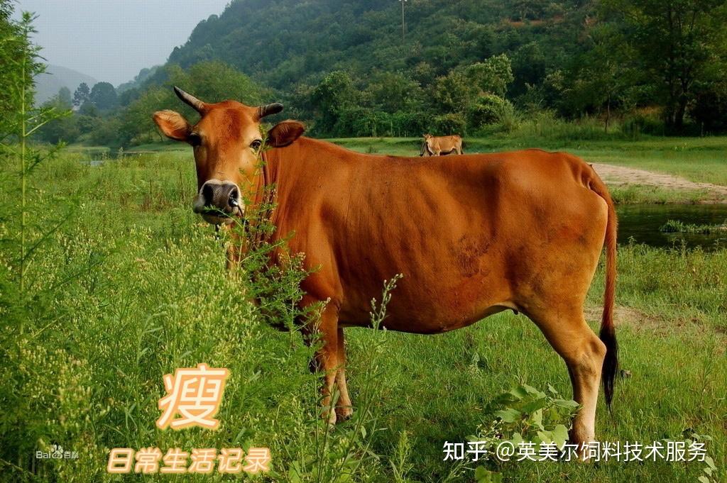 然后用吡喹酮醛群牛来进行驱虫啊,然后呢再加上维生素b 12,给它注射一