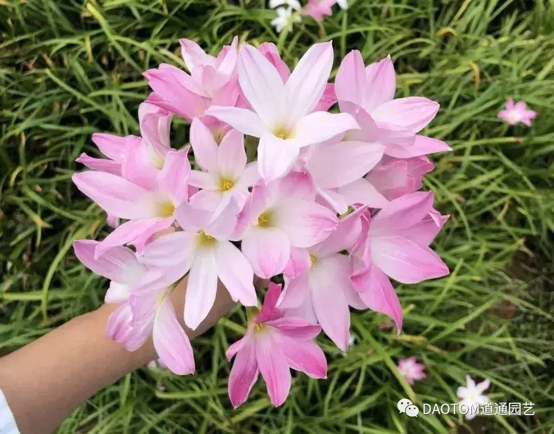 风雨兰不仅品种多,超好养,家中养几盆,繁花满枝,清新又养眼! - 知乎