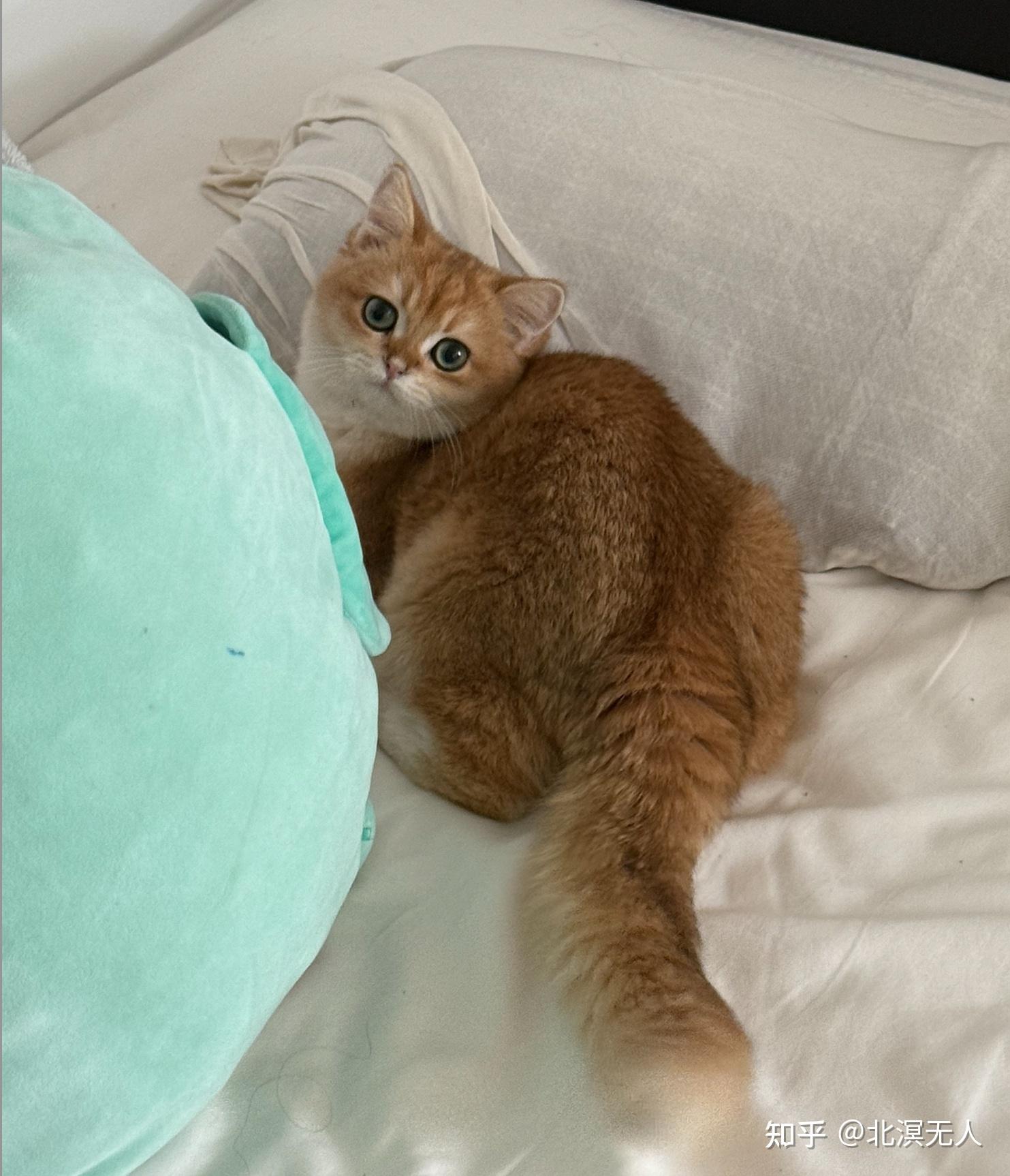 你有这么高速运转的小猫进入我的生活令其旋转 (人写的猫日记(二)) - 知乎