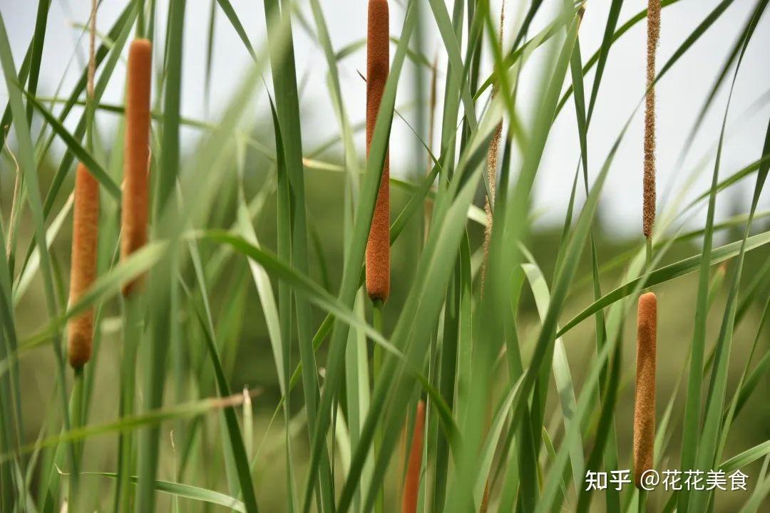 香蒲植物大战僵尸里的猫尾草