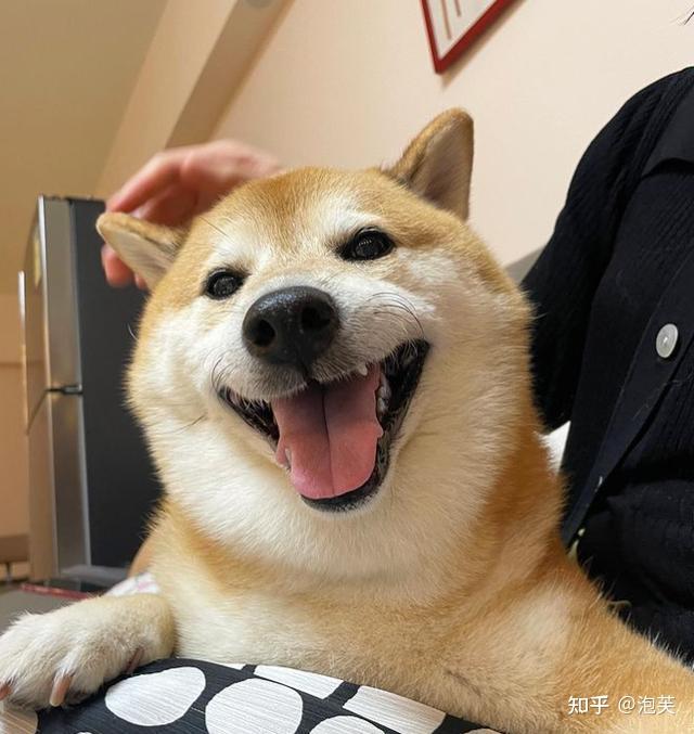 知名表情包睿智傻狗柴犬Doge离世 - 知乎