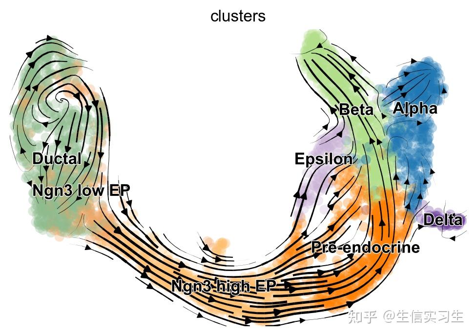 单细胞scVelo动态模型基础教程 - 知乎