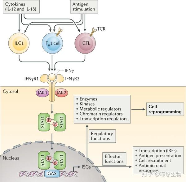 Ⅱ型干扰素(IFNγ)生物学功能 - 知乎