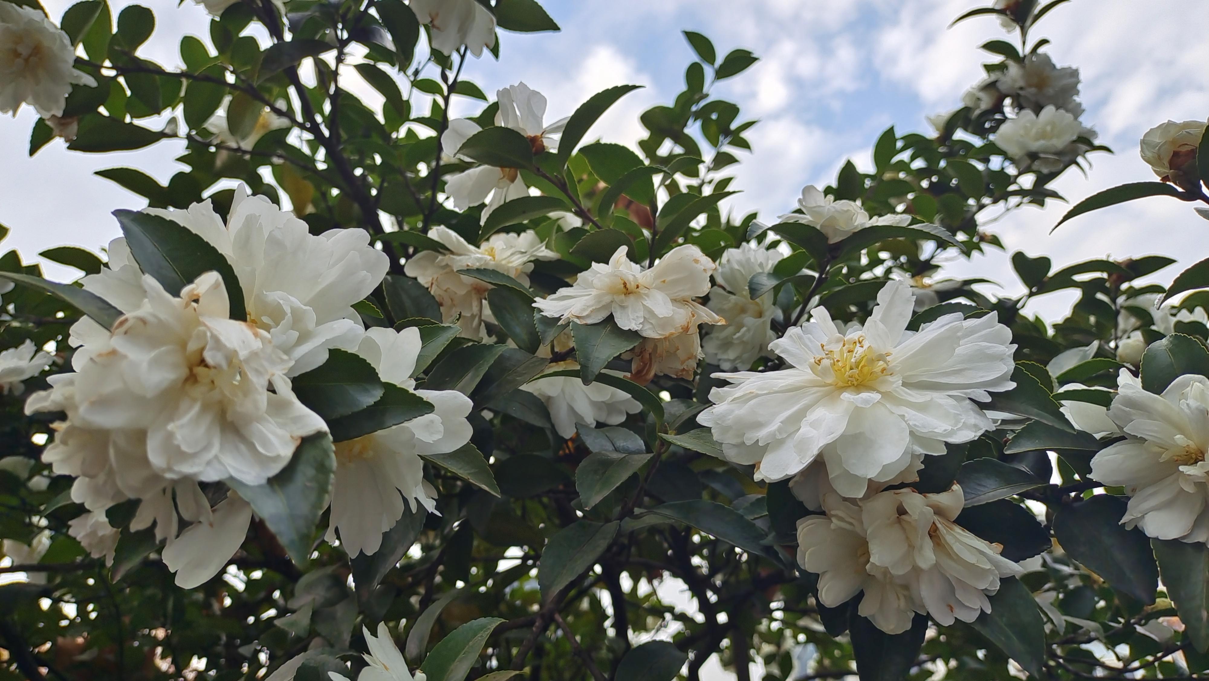 美丽吉安白色茶梅花开曼妙多姿