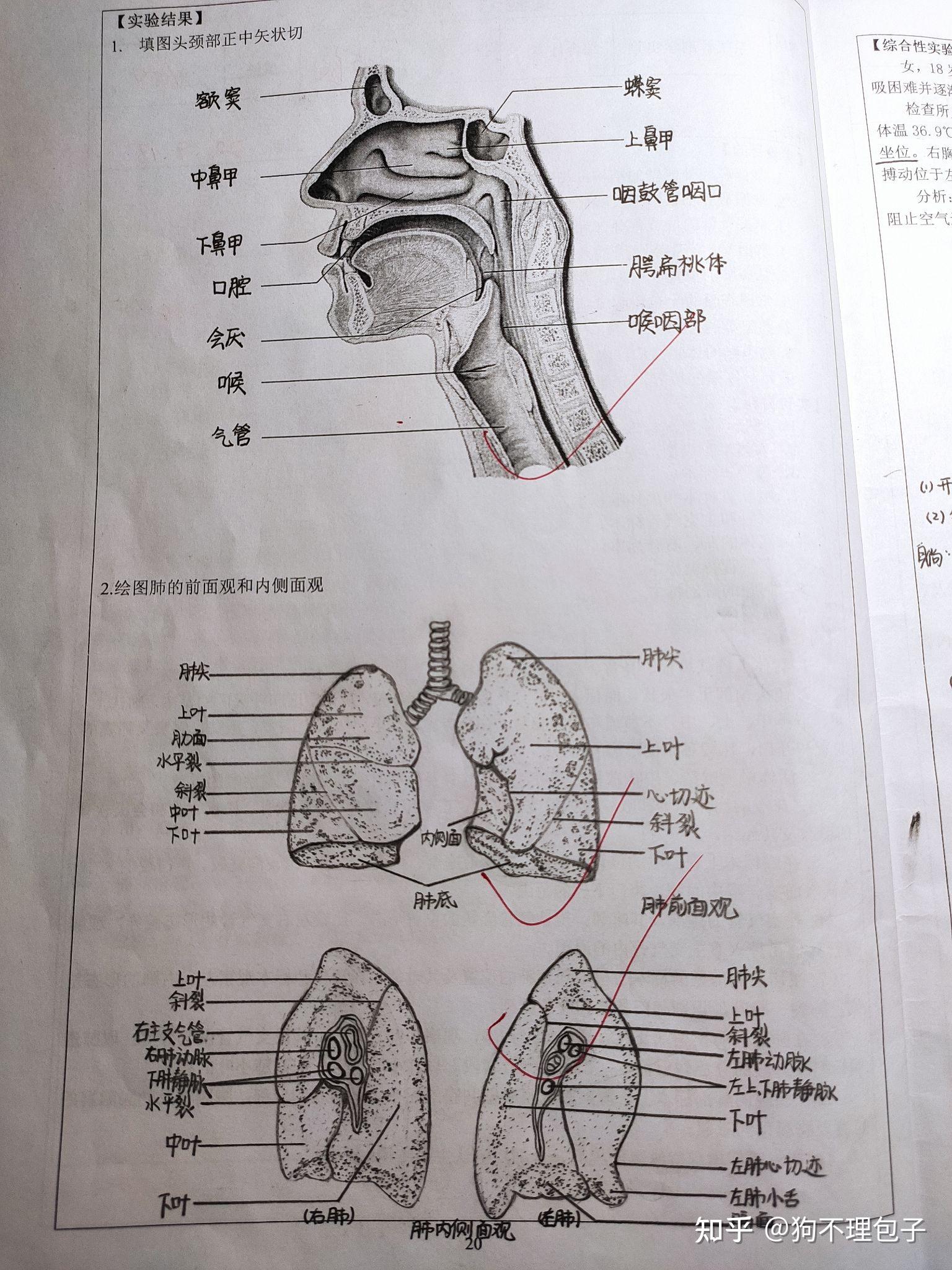 系统解剖学画图图片