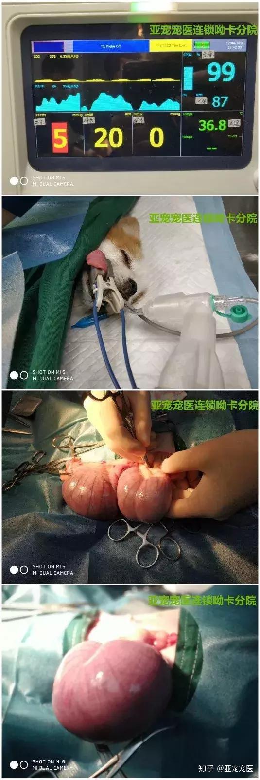 关于狗狗生殖系统之子宫蓄脓症到底有多可怕
