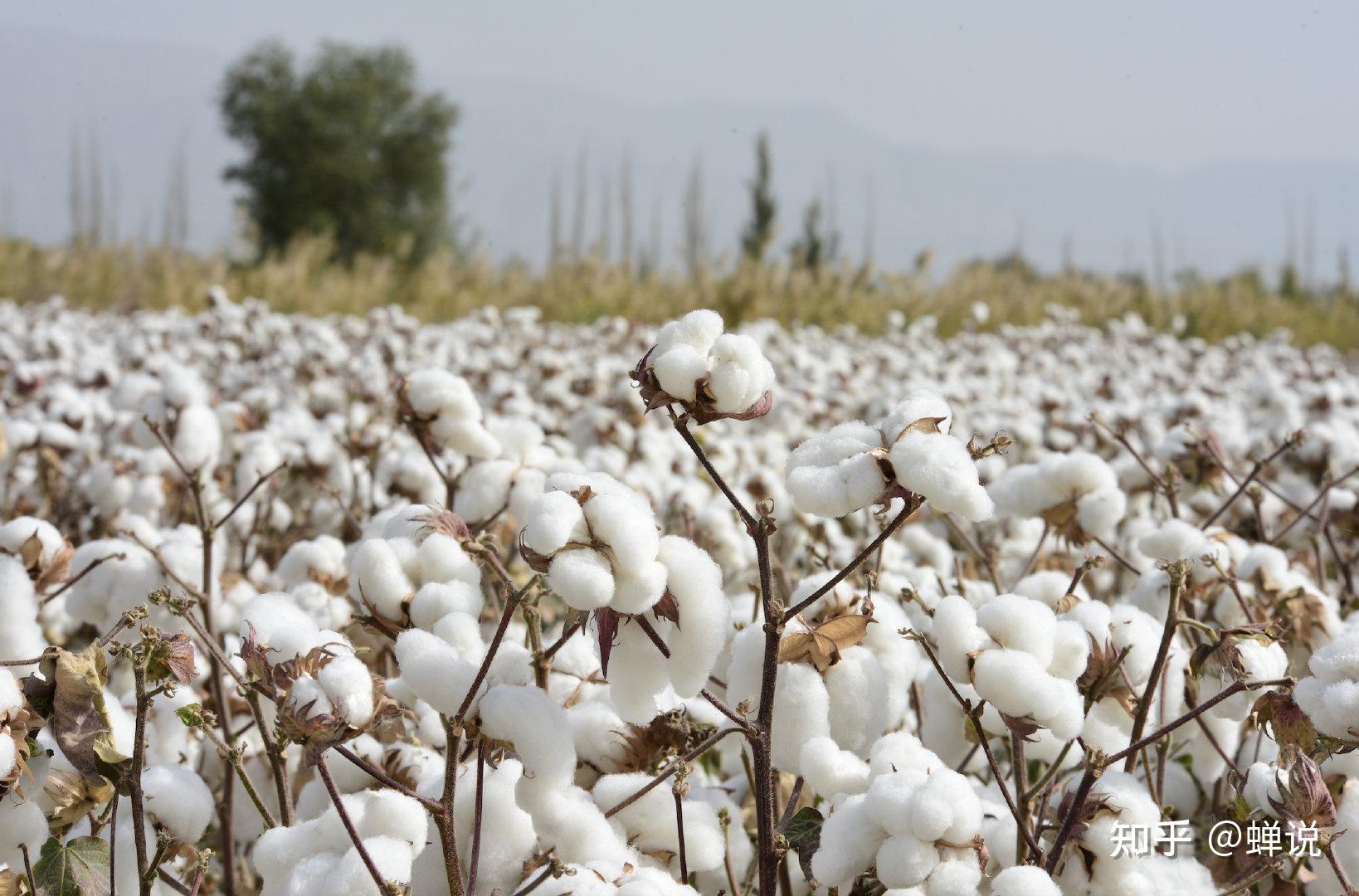 中国新疆棉花事件图片