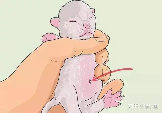 怎样判断猫的年龄?