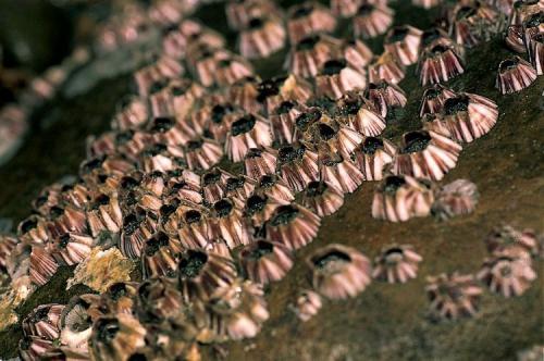 不起眼的藤壶竟是海中一霸连鲸鱼都拿他没办法