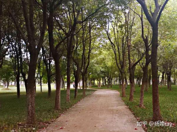 草坪和麦冬 怎么选 知乎