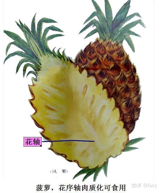 寝室都养过什么奇葩植物