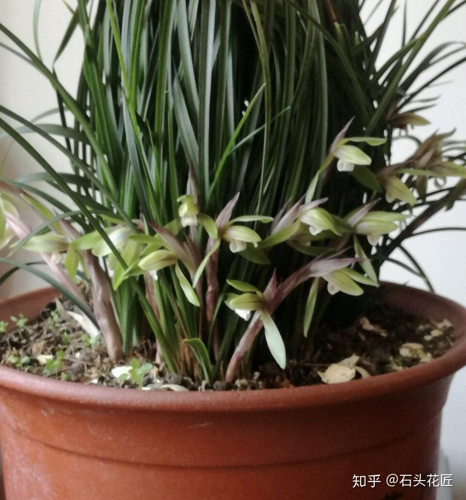 品种最好的兰草 v2-b92a4e68ccd9d88424ced25f6976ca6e_r.jpg