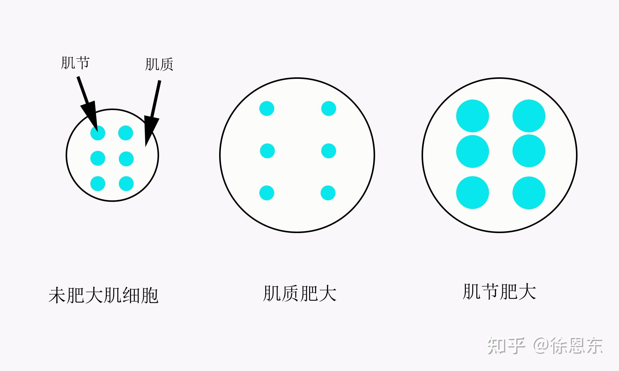 肌质肥大与高次数训练