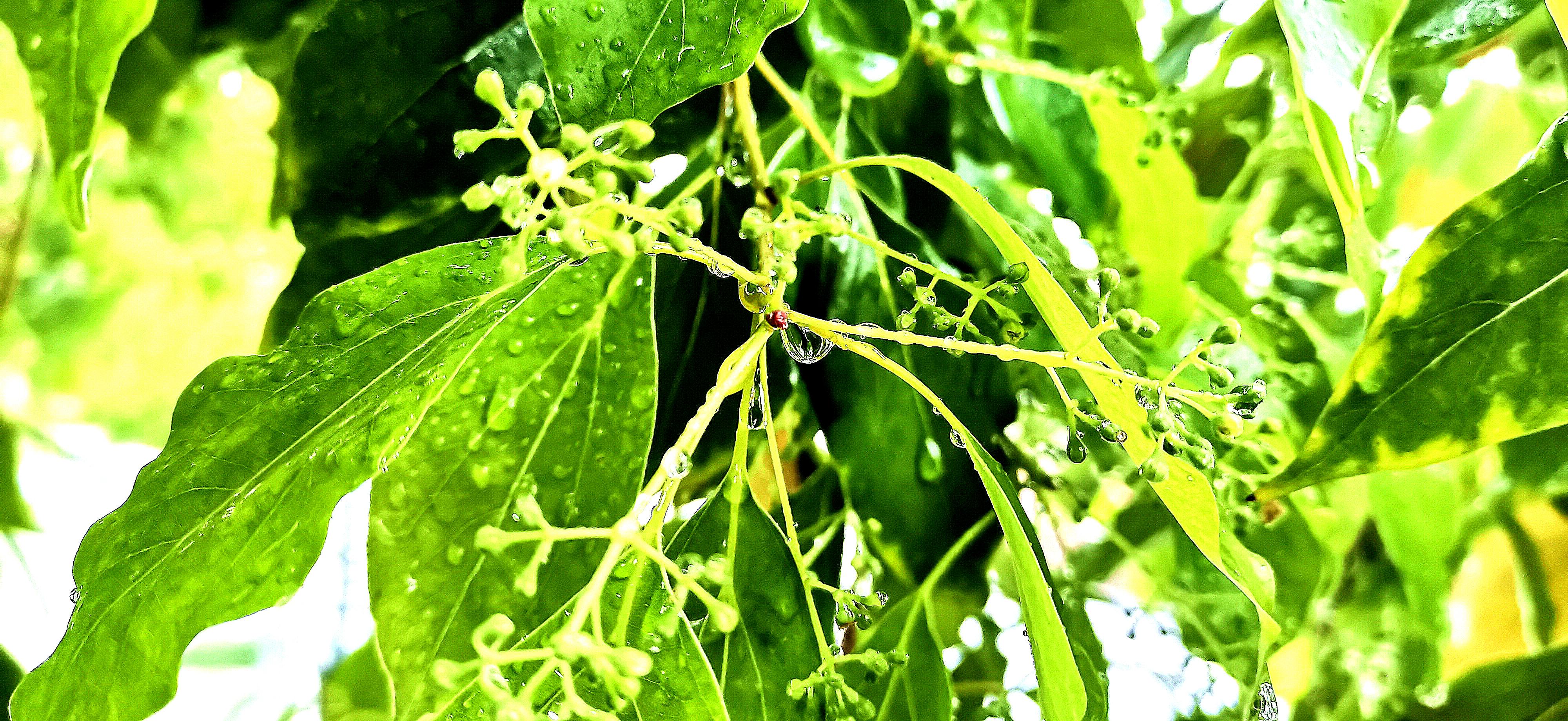 吉安视觉雨中的香樟树透着蓬勃的生命气息