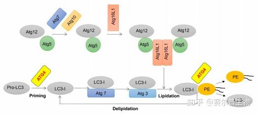 细胞自噬看这篇：发生机制/检测方法/研究思路！看完全明白！ - 知乎