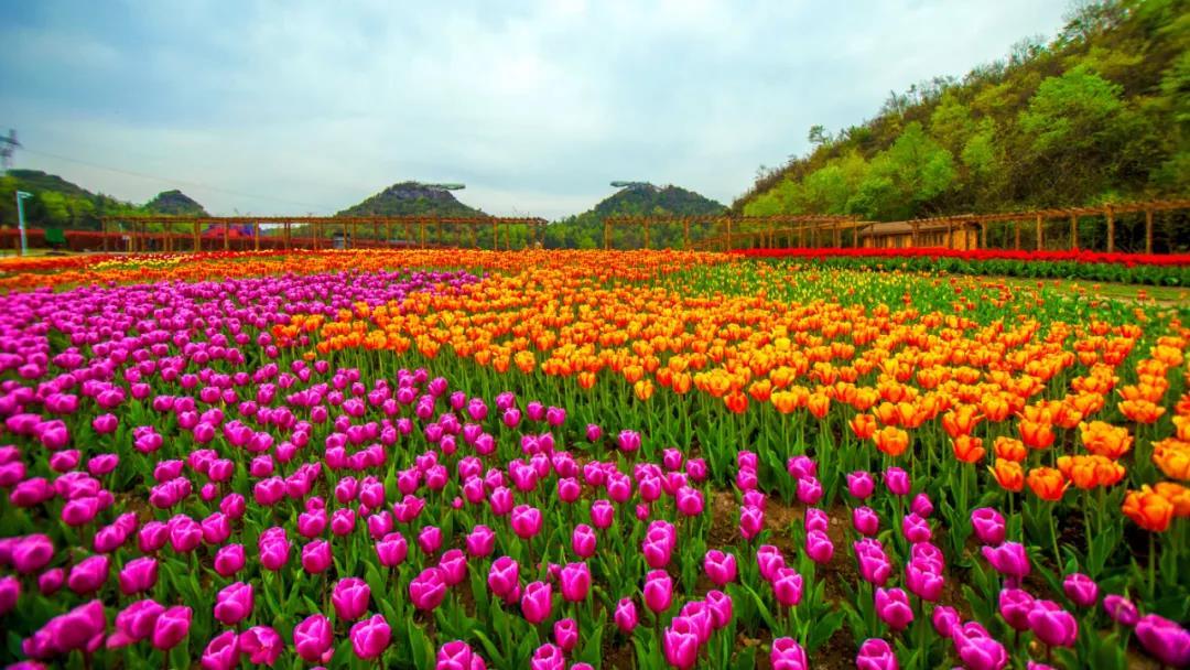 雲賞花貴州之百里杜鵑篇