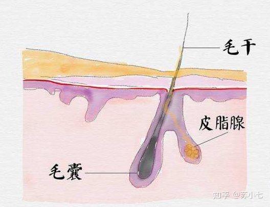 黑头的产生跟这2个结构有关