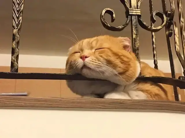 猫咪睡姿太可爱下巴竟然睡出事业线铁栏我的压力好大