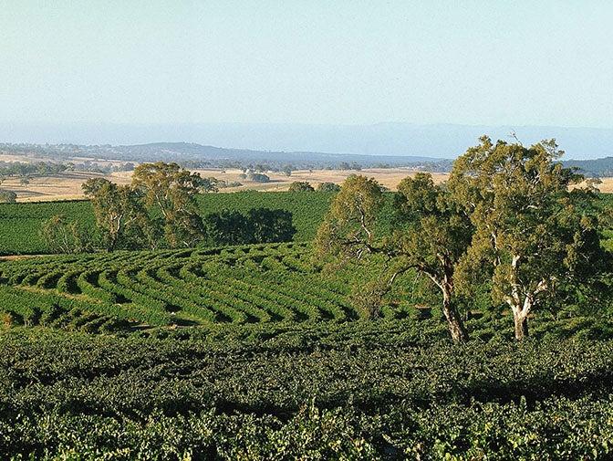 一览雷司令经典产区 - 知乎