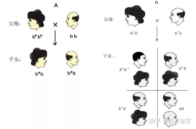 秃顶基因的遗传图解图片