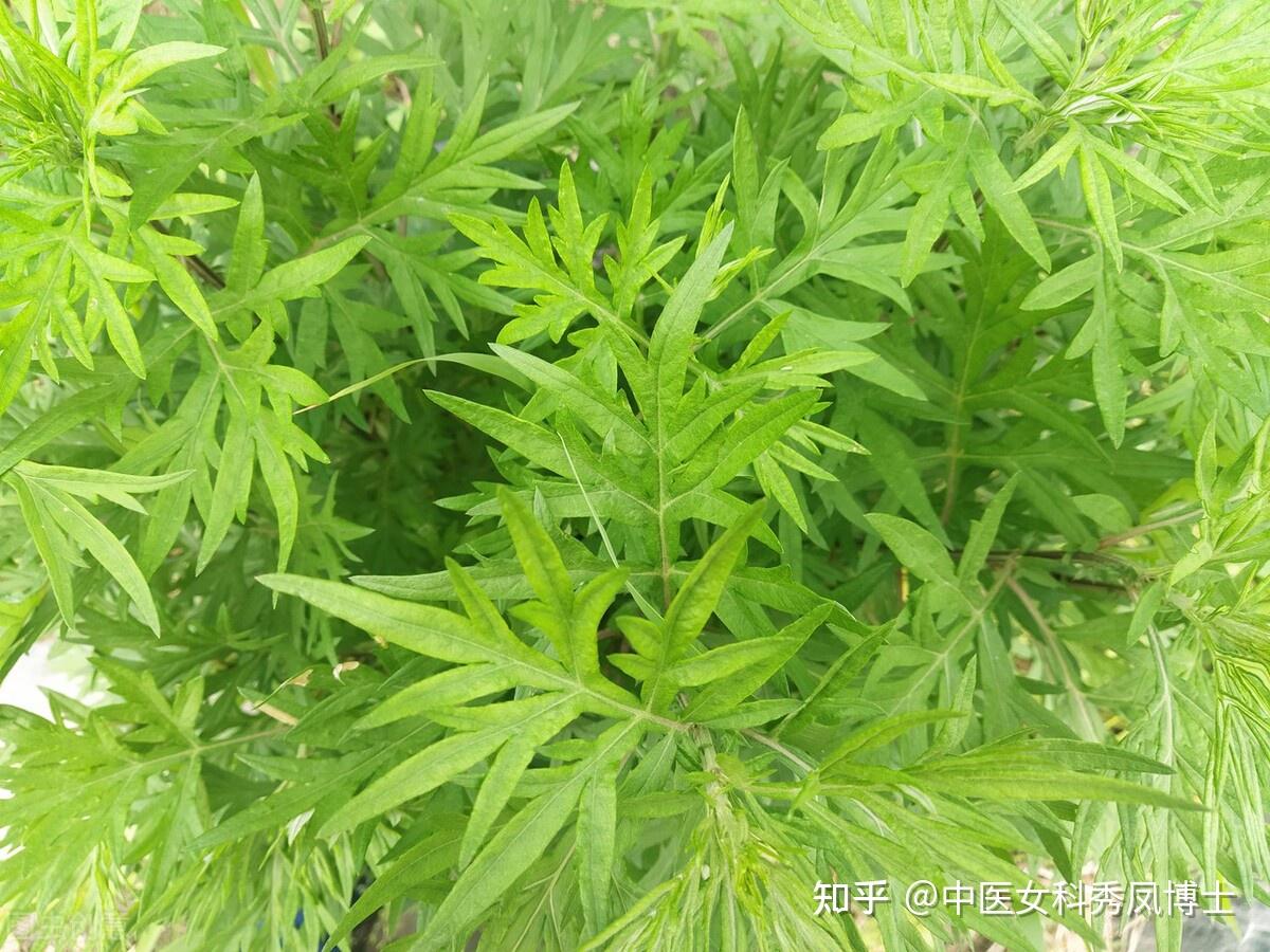 艾草可称为天下第一草,在5000多年历史里,有8000多种芳香植物,艾草