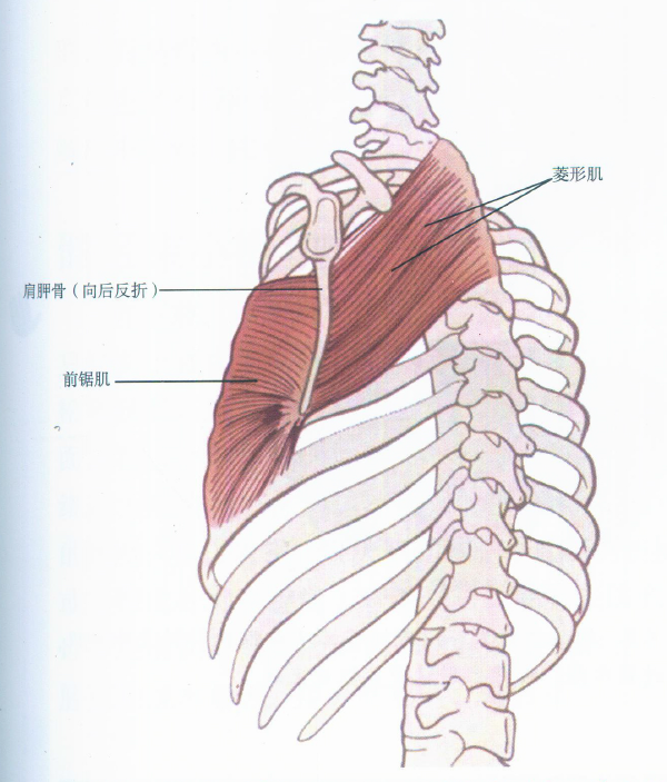 我有一双隐形的翅膀  =《深入浅出筋膜学》=> 螺旋线理论篇(i)