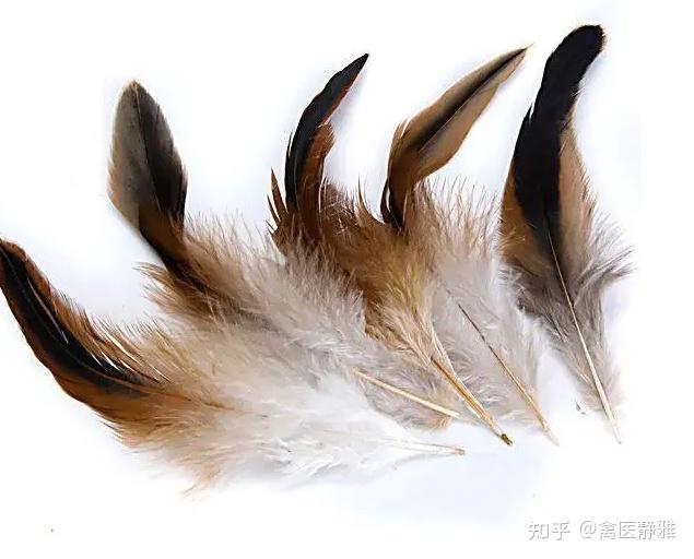禽医静雅谈怎样让鸡的羽毛光亮顺滑 知乎