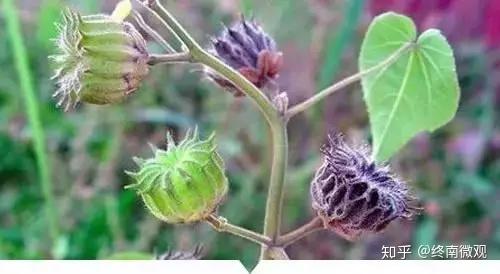 小时候在田间地头常见，又叫不上名的植物，终于知道叫什么了(太全了，值得收藏！) - 知乎