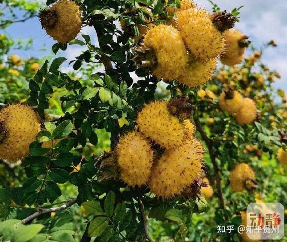 鍾南山院士曾指出,食用刺梨,喝刺梨汁可以補充維c,提高人體免疫力.