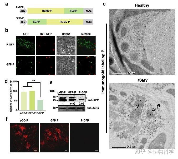 华南农业大学水稻病毒团队在水稻弹状病毒复制机制研究取得新进展 - 知乎