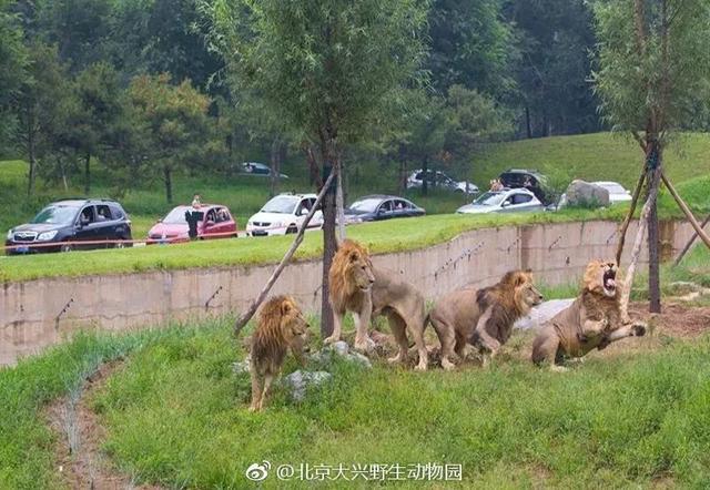 北京動物園關閉近2月後復園,大熊貓我們來了! - 知乎