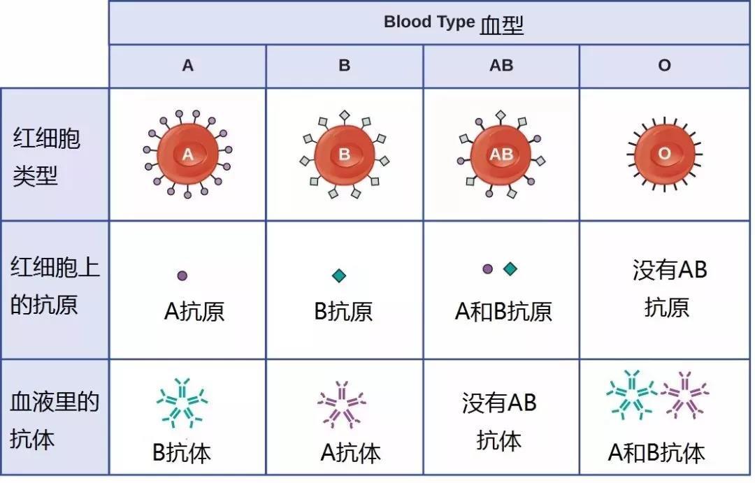 血型表 基因型图片