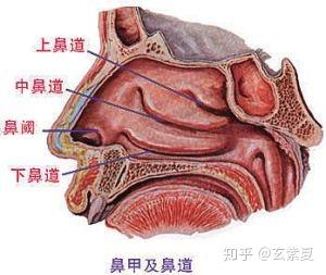 如何预防和缓解呼吸系统问题 知乎