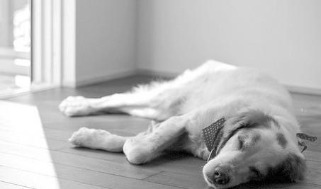 犬的年龄与寿命 知乎