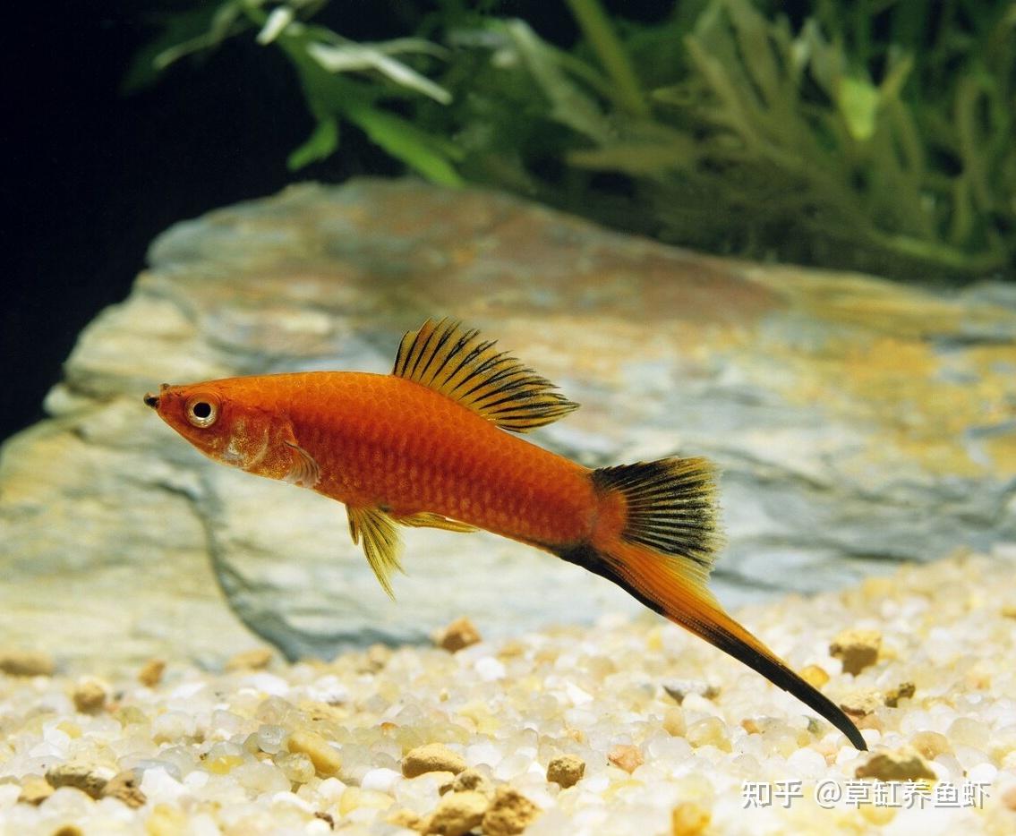 红剑鱼该怎么养？从这10个方面入手，哪怕你是新手也能养好 - 知乎