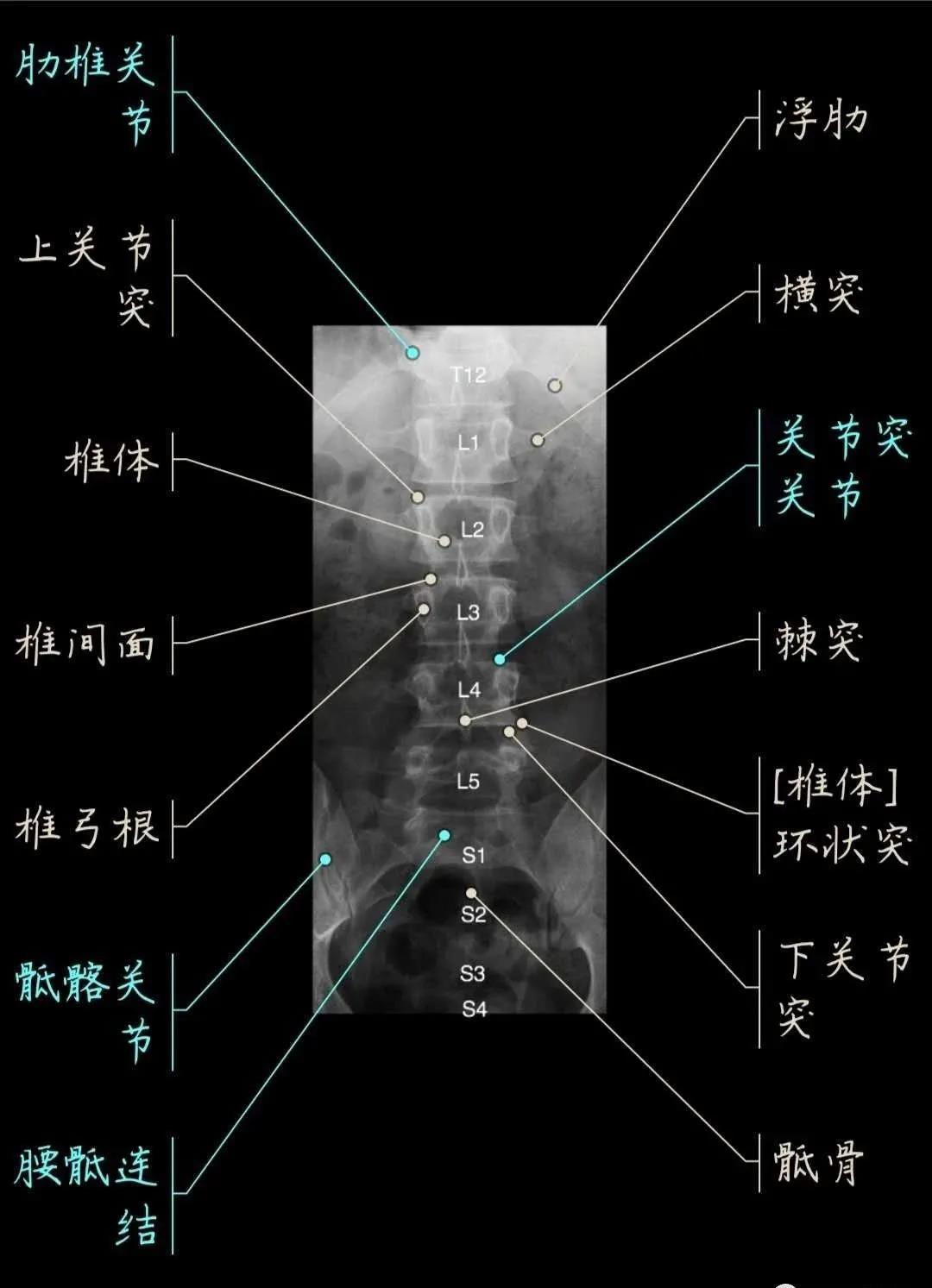 人腰椎骨的节数图图片