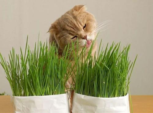 猫草无土栽培方法 知乎