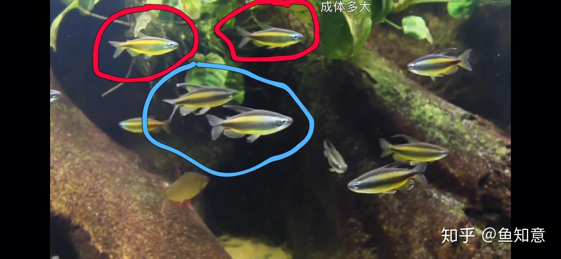 有一款名为"林戈黄金二线刚果(黄金苹果)"的鱼和黄金二线刚果长相基本