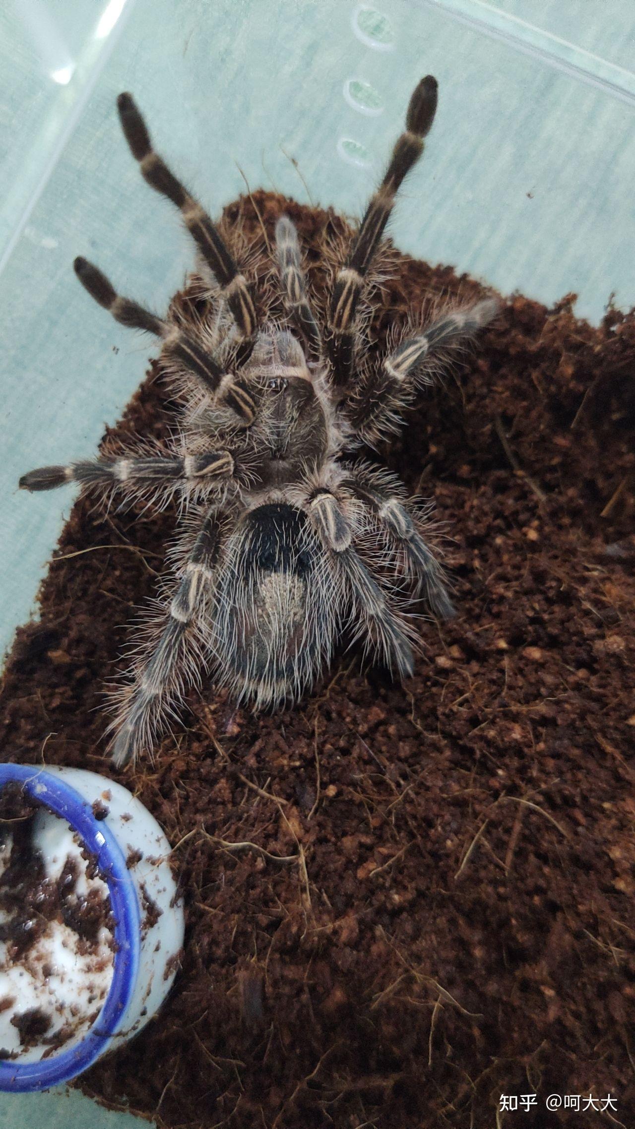 你拍过最满意的巴西巨人金毛照片是那张? - 知乎